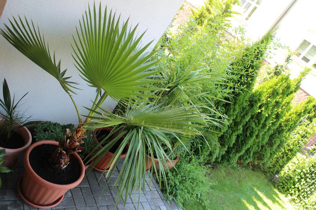 Bamboo Wellness Apartment شيوفوك المظهر الخارجي الصورة