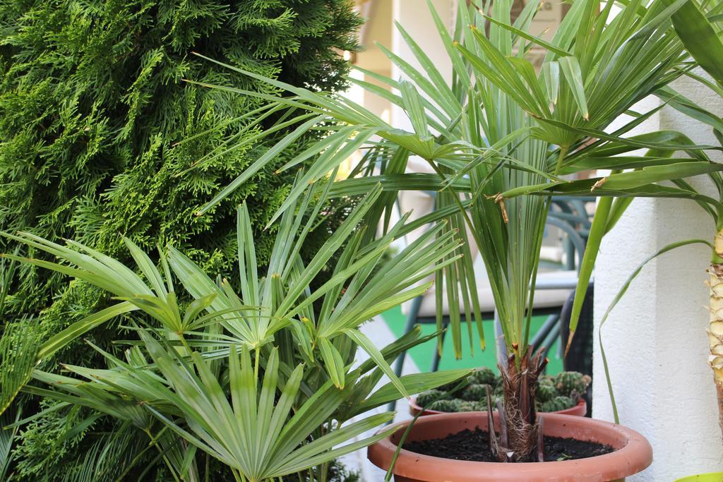 Bamboo Wellness Apartment شيوفوك المظهر الخارجي الصورة